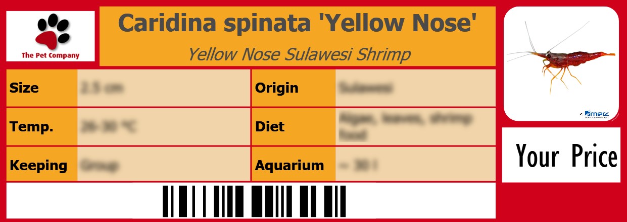 Caridina spinata 'Yellow Nose' Yellow Nose Sulawesi Shrimp 105 x 38 mm