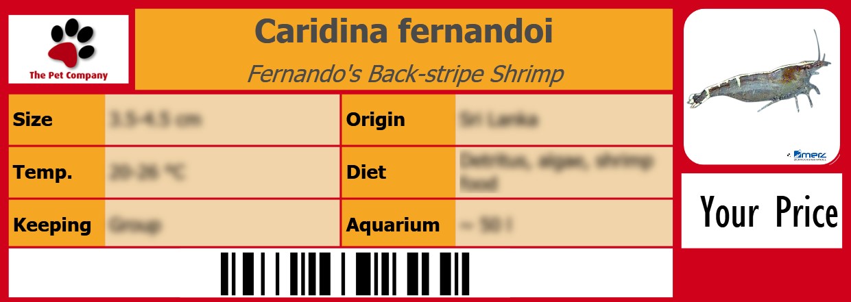 Caridina fernandoi Fernando's Back-stripe Shrimp 105 x 38 mm
