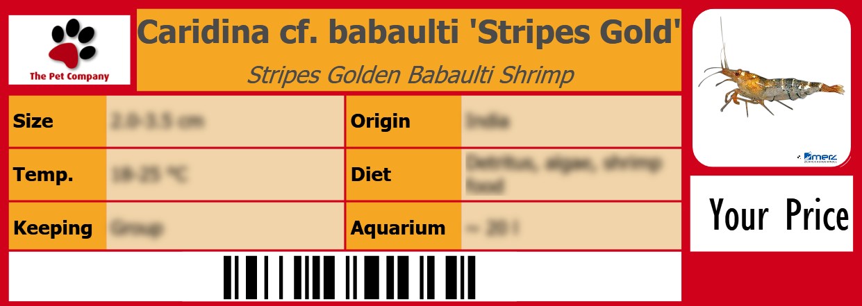 Caridina cf. babaulti 'Stripes Gold' Stripes Golden Babaulti Shrimp 105 x 38 mm