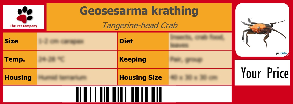 Geosesarma krathing Tangerine-head Crab 105 x 38 mm