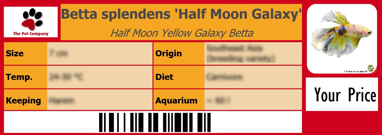 Betta splendens 'Half Moon Galaxy' Half Moon Yellow Galaxy Betta 105 x 38 mm