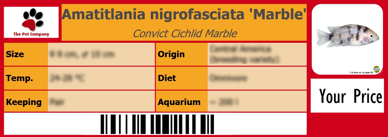 Amatitlania nigrofasciata 'Marble' Convict Cichlid Marble 105 x 38 mm