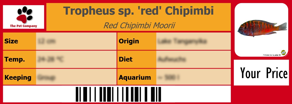 Tropheus sp. 'red' Chipimbi Red Chipimbi Moorii 105 x 38 mm