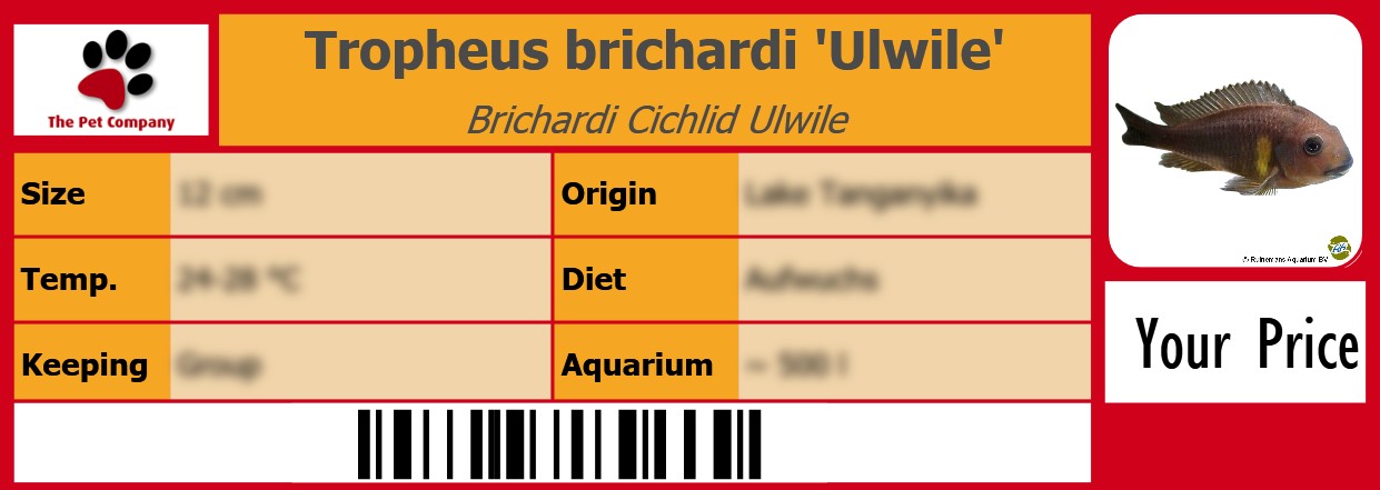 Tropheus brichardi 'Ulwile' Brichardi Cichlid Ulwile 105 x 38 mm