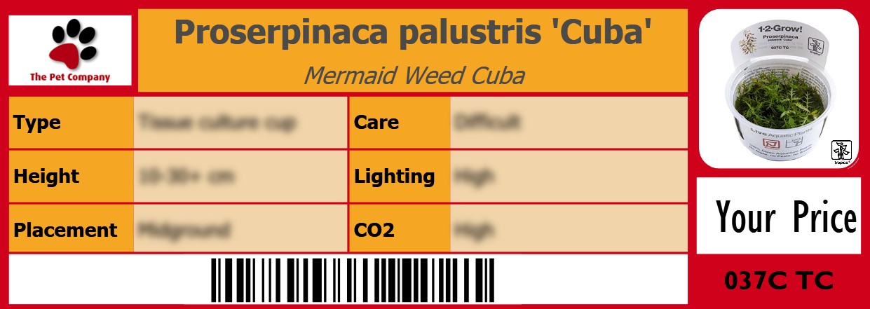 Proserpinaca palustris 'Cuba' Mermaid Weed Cuba 105 x 38 mm