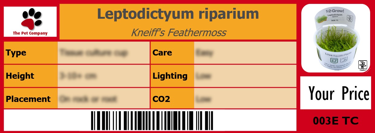 Leptodictyum riparium Kneiff's Feathermoss 105 x 38 mm