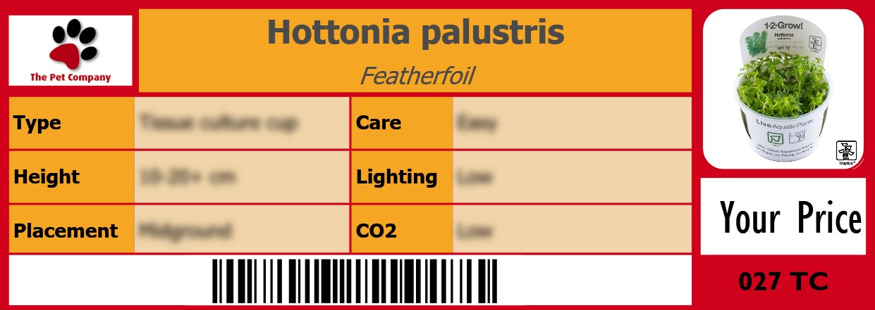 Hottonia palustris Featherfoil 105 x 38 mm