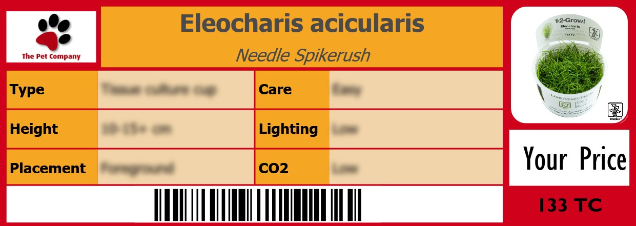 Eleocharis acicularis Needle Spikerush 105 x 38 mm