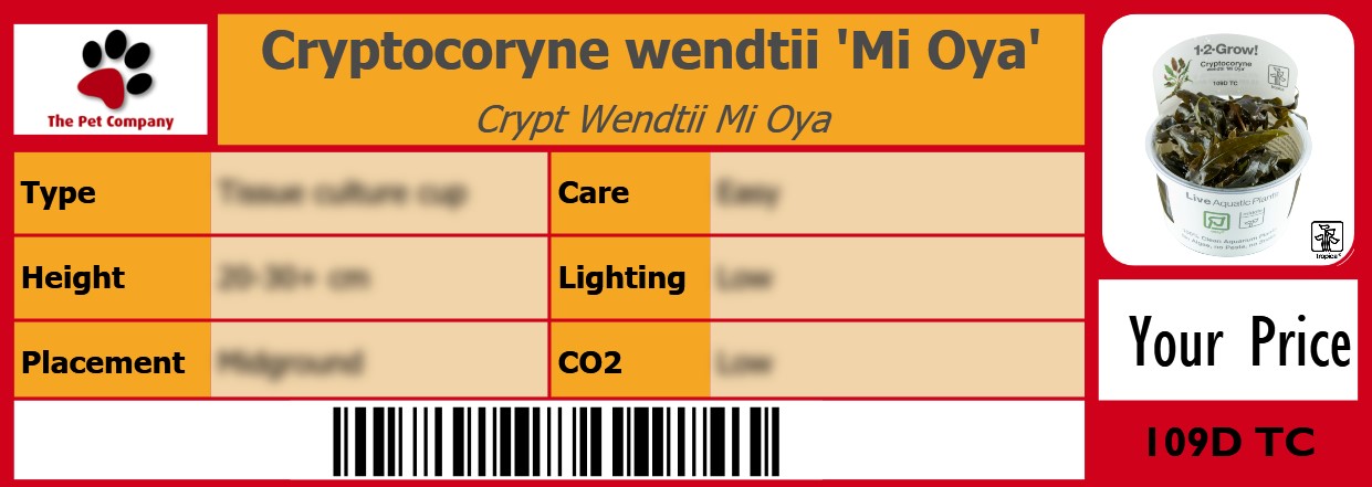 Cryptocoryne wendtii 'Mi Oya' Crypt Wendtii Mi Oya 105 x 38 mm