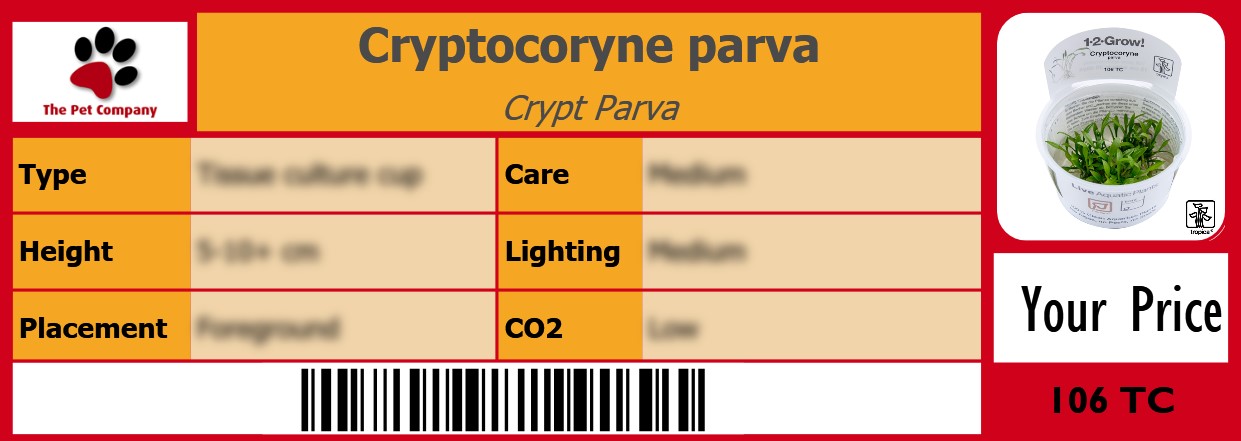 Cryptocoryne parva Crypt Parva 105 x 38 mm