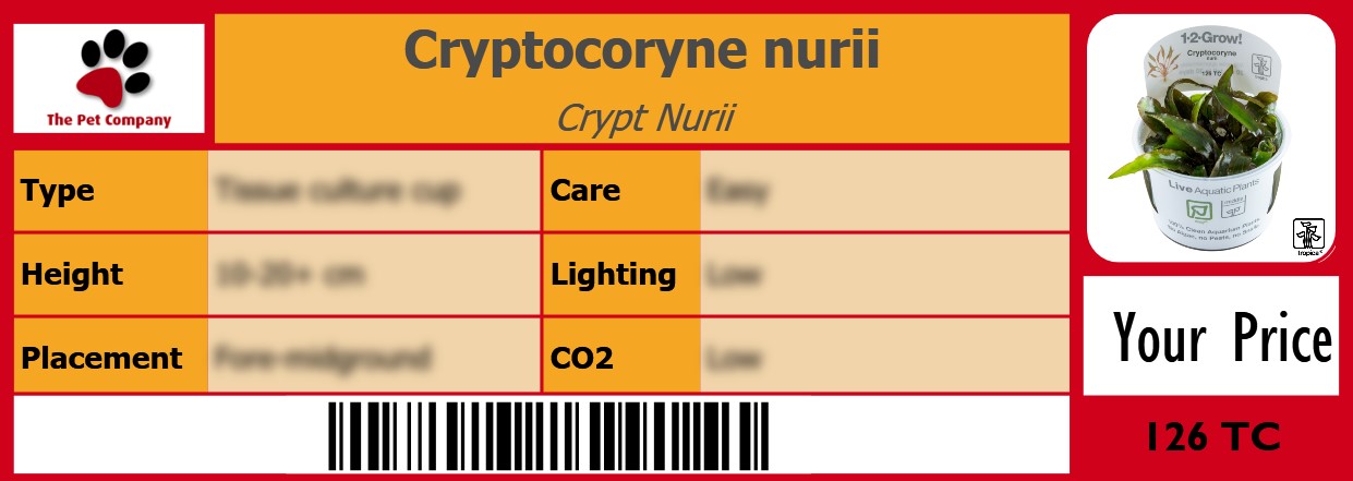 Cryptocoryne nurii Crypt Nurii 105 x 38 mm
