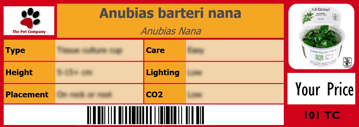 Anubias barteri nana Anubias Nana 105 x 38 mm