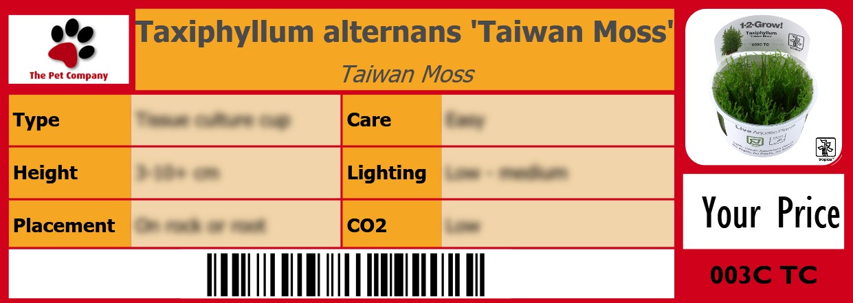 Taxiphyllum alternans 'Taiwan Moss' Taiwan Moss 105 x 38 mm