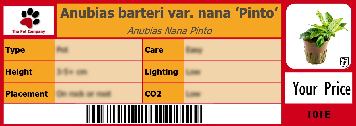 Anubias barteri var. nana ’Pinto’ Anubias Nana Pinto 105 x 38 mm