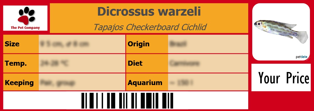 Dicrossus warzeli Tapajos Checkerboard Cichlid 105 x 38 mm