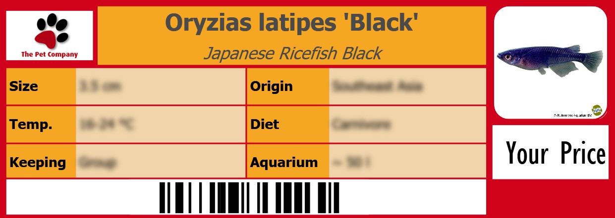 Oryzias latipes 'Black' Japanese Ricefish Black 105 x 38 mm