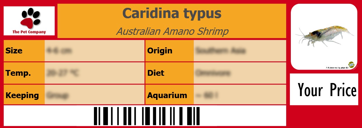 Caridina typus Australian Amano Shrimp 105 x 38 mm