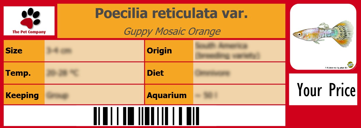 Poecilia reticulata var. Guppy Mosaic Orange 105 x 38 mm