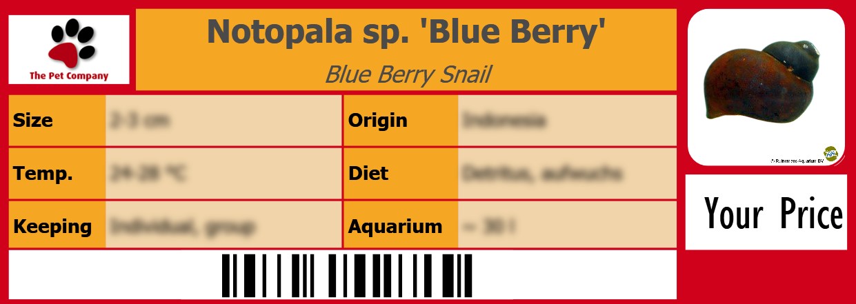 Notopala sp. 'Blue Berry' Blue Berry Snail 105 x 38 mm