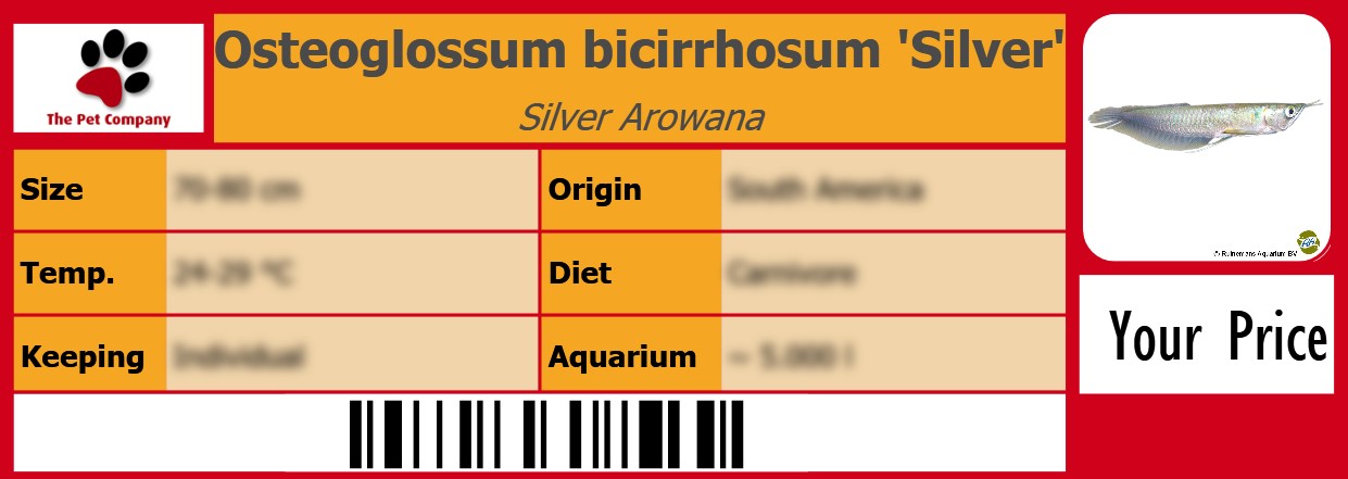 Osteoglossum bicirrhosum 'Silver' Silver Arowana 105 x 38 mm