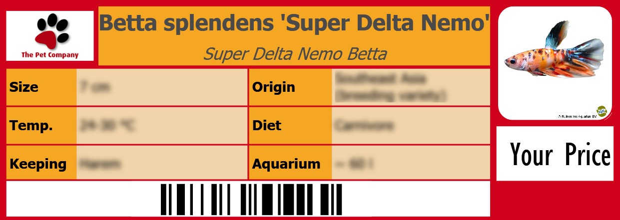Betta splendens 'Super Delta Nemo' Super Delta Nemo Betta 105 x 38 mm