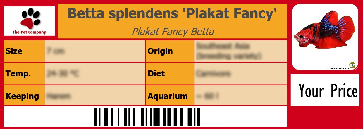 Betta splendens 'Plakat Fancy' Plakat Fancy Betta 105 x 38 mm