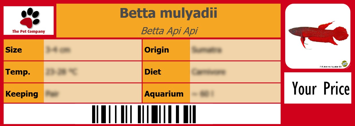 Betta mulyadii Betta Api Api 105 x 38 mm