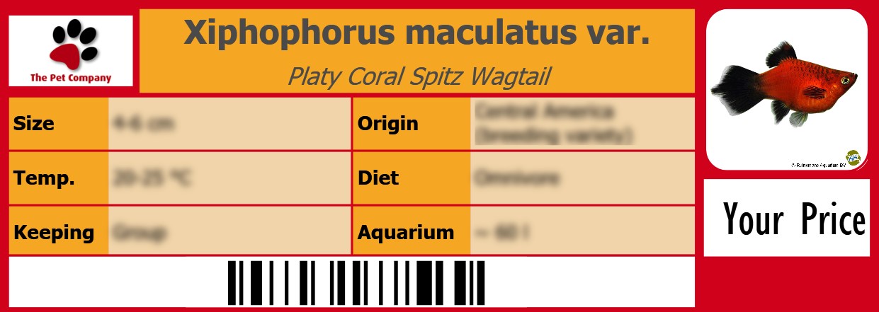 Xiphophorus maculatus var. Platy Coral Spitz Wagtail 105 x 38 mm