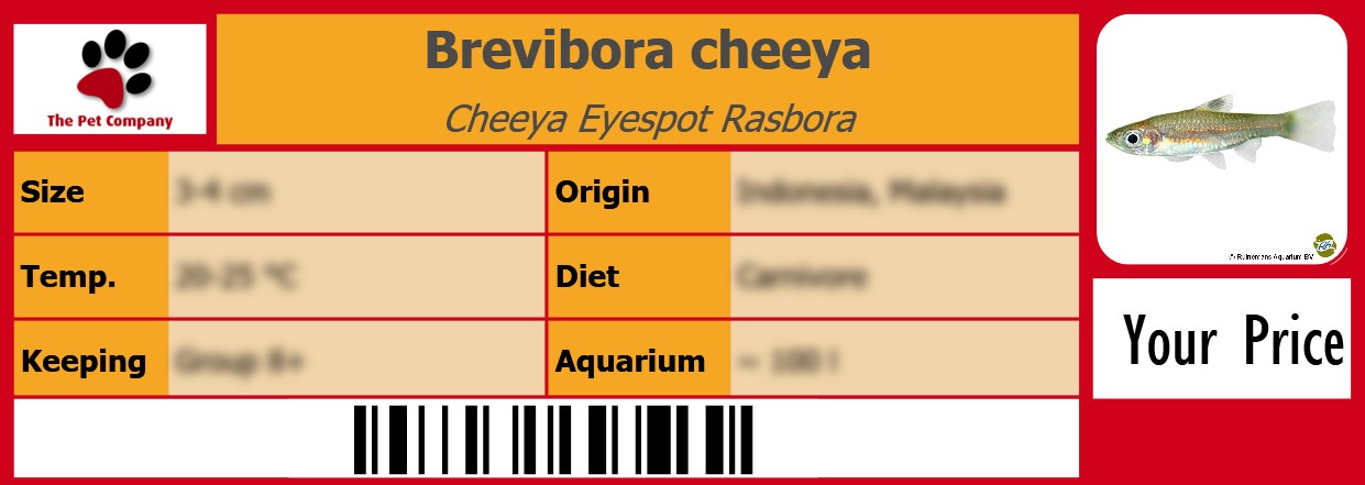 Brevibora cheeya Cheeya Eyespot Rasbora 105 x 38 mm