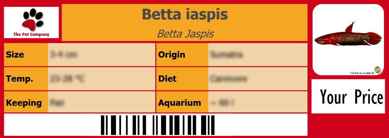 Betta iaspis Betta Jaspis 105 x 38 mm