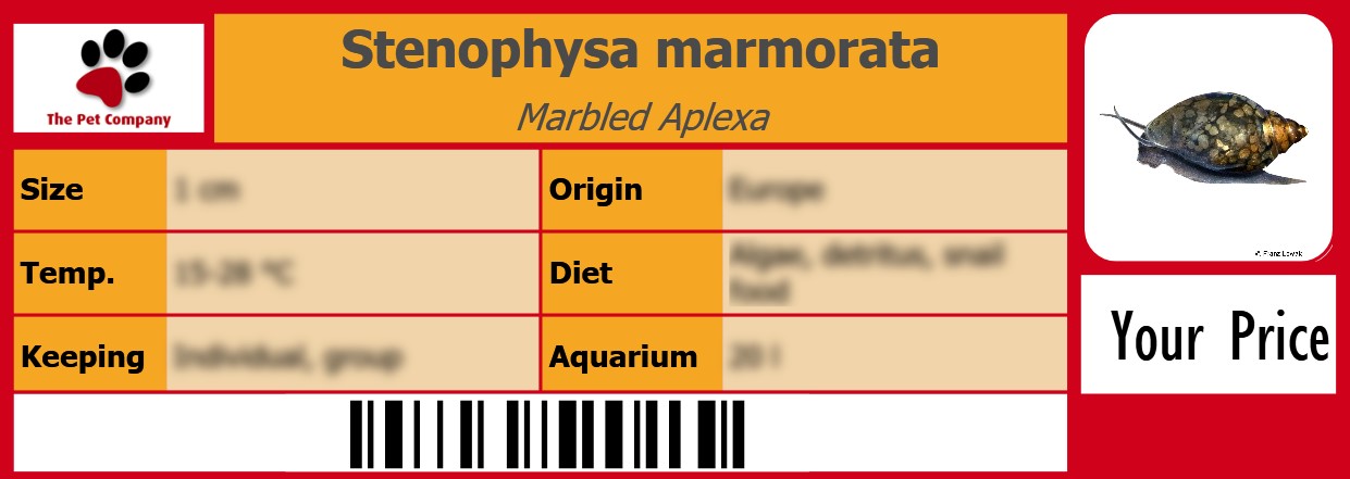 Stenophysa marmorata Marbled Aplexa 105 x 38 mm