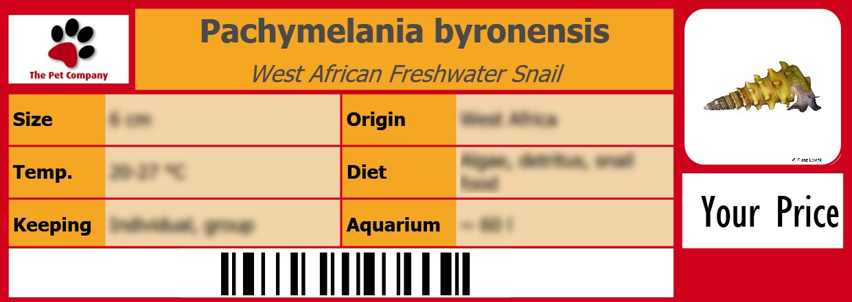 Pachymelania byronensis West African Freshwater Snail 105 x 38 mm