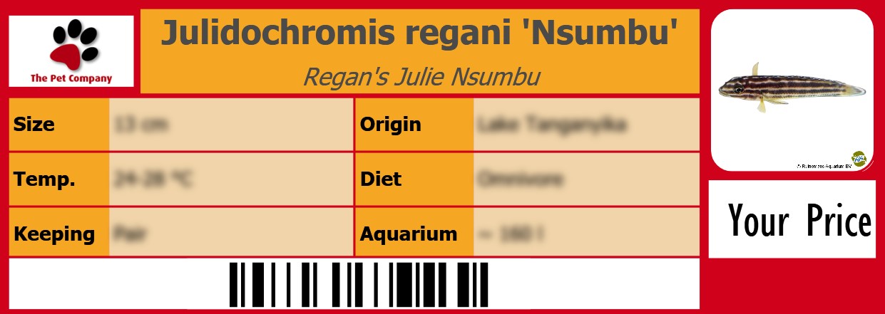 Julidochromis regani 'Nsumbu' Regan's Julie Nsumbu 105 x 38 mm