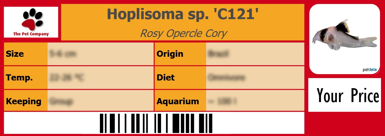 Hoplisoma sp. 'C121' Rosy Opercle Cory 105 x 38 mm