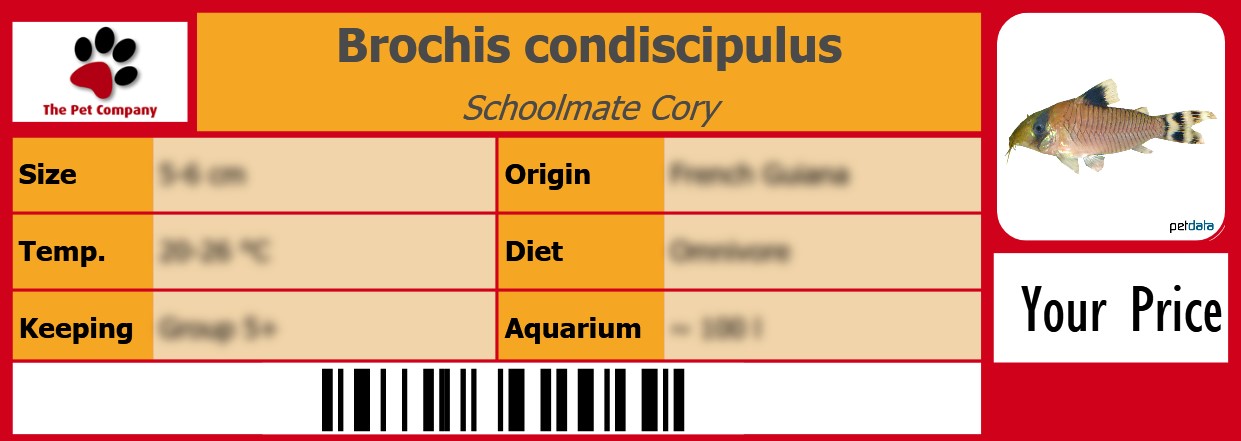 Brochis condiscipulus Schoolmate Cory 105 x 38 mm