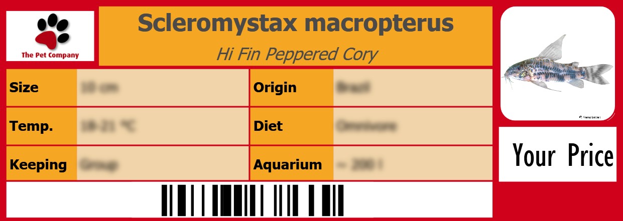Scleromystax macropterus Hi Fin Peppered Cory 105 x 38 mm