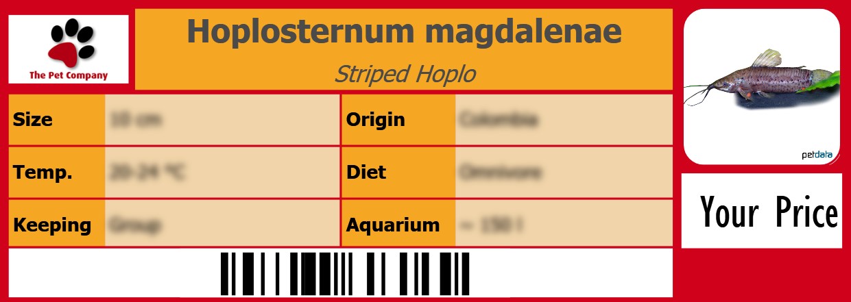 Hoplosternum magdalenae Striped Hoplo 105 x 38 mm