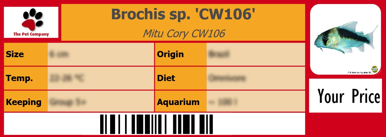Brochis sp. 'CW106' Mitu Cory CW106 105 x 38 mm