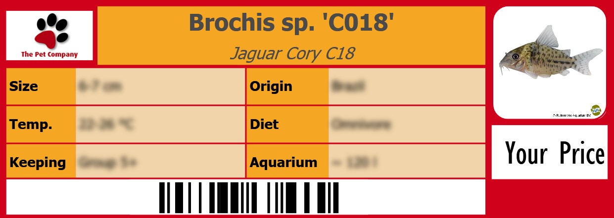 Brochis sp. 'C018' Jaguar Cory C18 105 x 38 mm