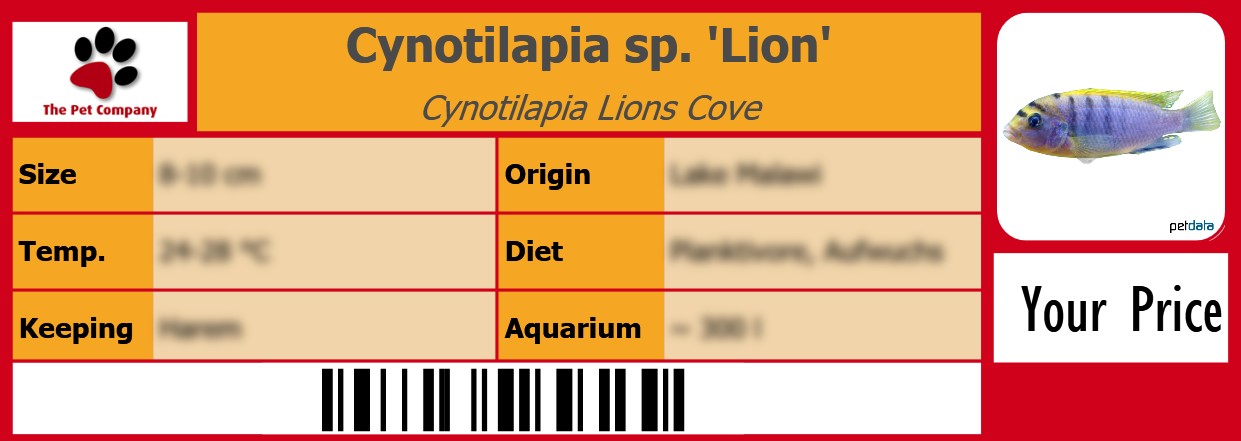 Cynotilapia sp. 'Lion' Cynotilapia Lions Cove 105 x 38 mm