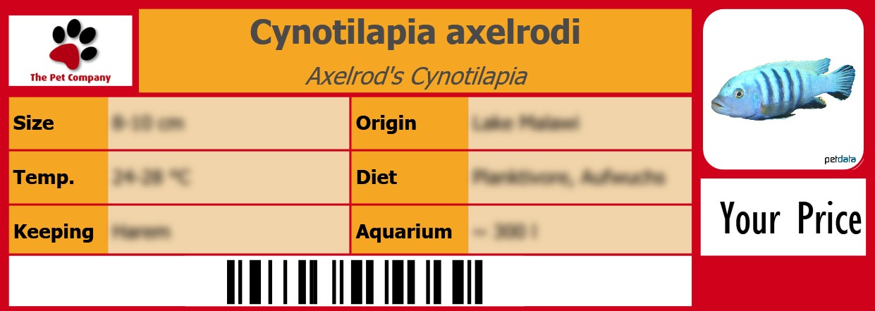 Cynotilapia axelrodi Axelrod's Cynotilapia 105 x 38 mm