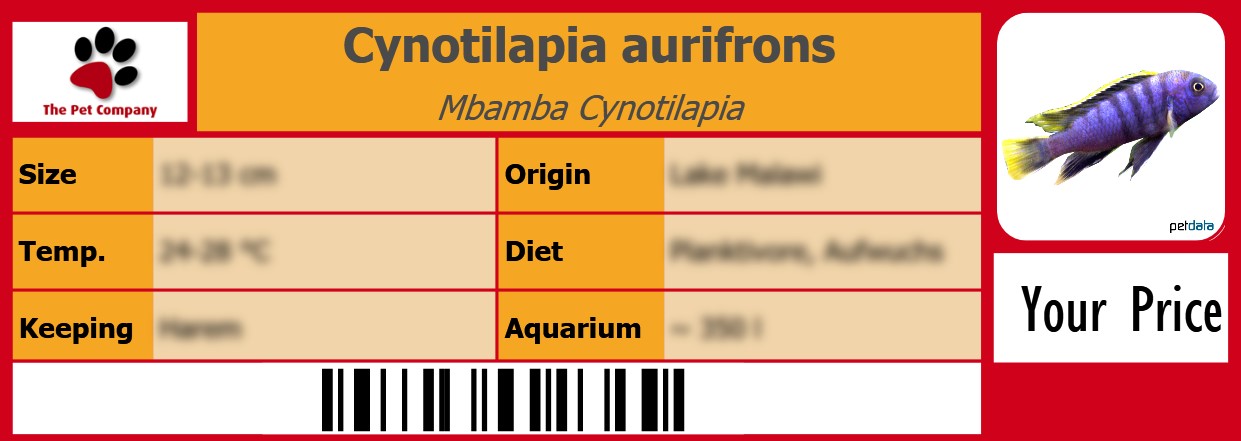 Cynotilapia aurifrons Mbamba Cynotilapia 105 x 38 mm