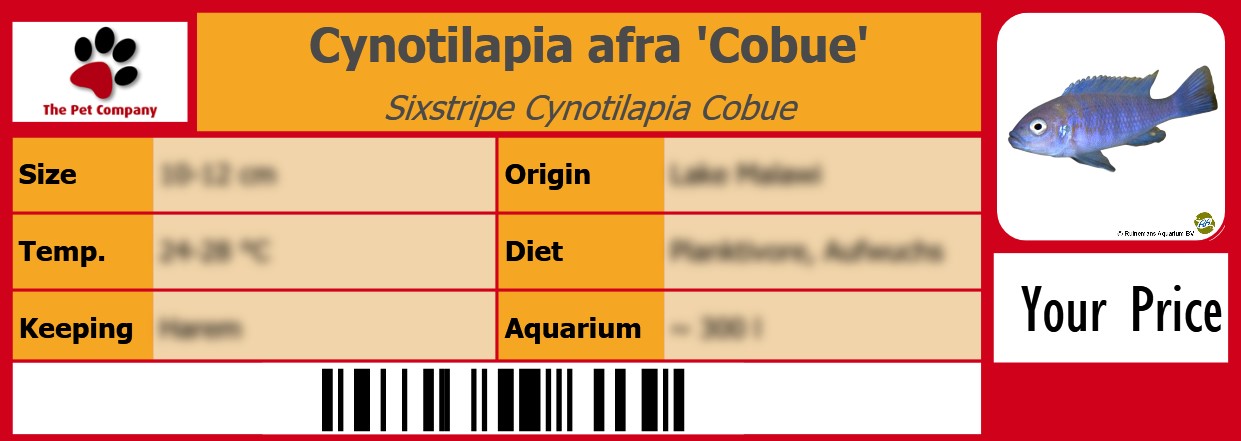 Cynotilapia afra 'Cobue' Sixstripe Cynotilapia Cobue 105 x 38 mm