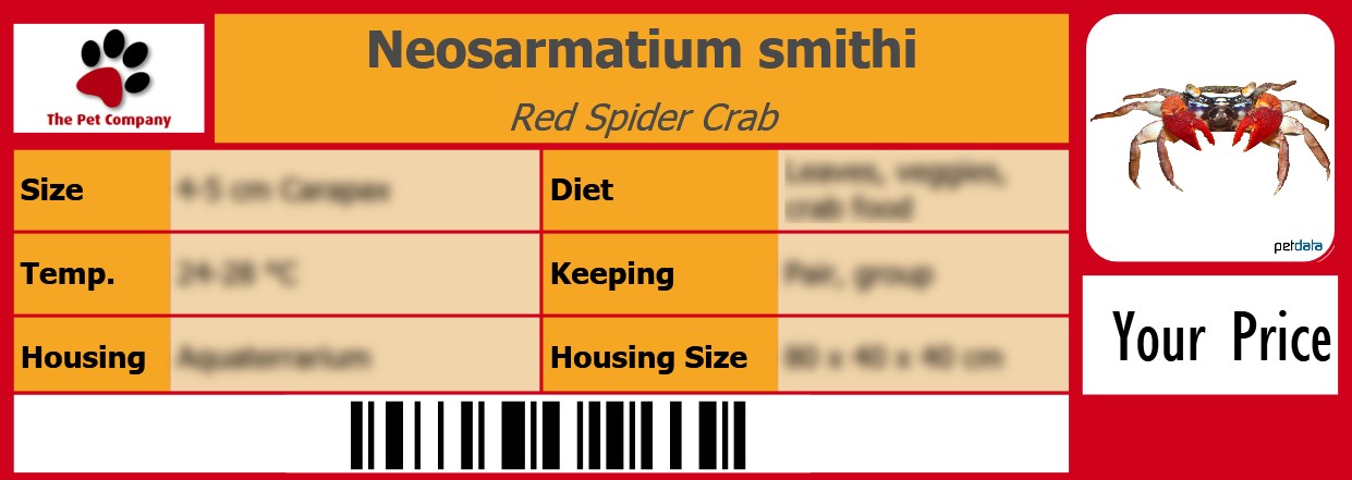 Neosarmatium smithi Red Spider Crab 105 x 38 mm