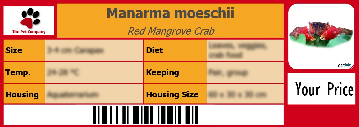 Manarma moeschii Red Mangrove Crab 105 x 38 mm