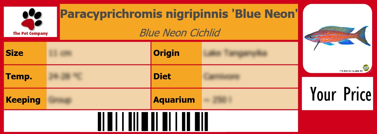 Paracyprichromis nigripinnis 'Blue Neon' Blue Neon Cichlid 105 x 38 mm