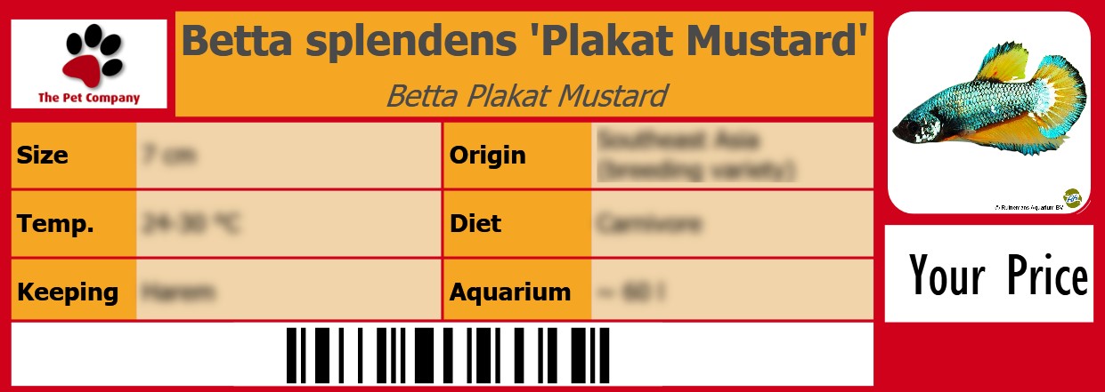 Betta splendens 'Plakat Mustard' Betta Plakat Mustard 105 x 38 mm
