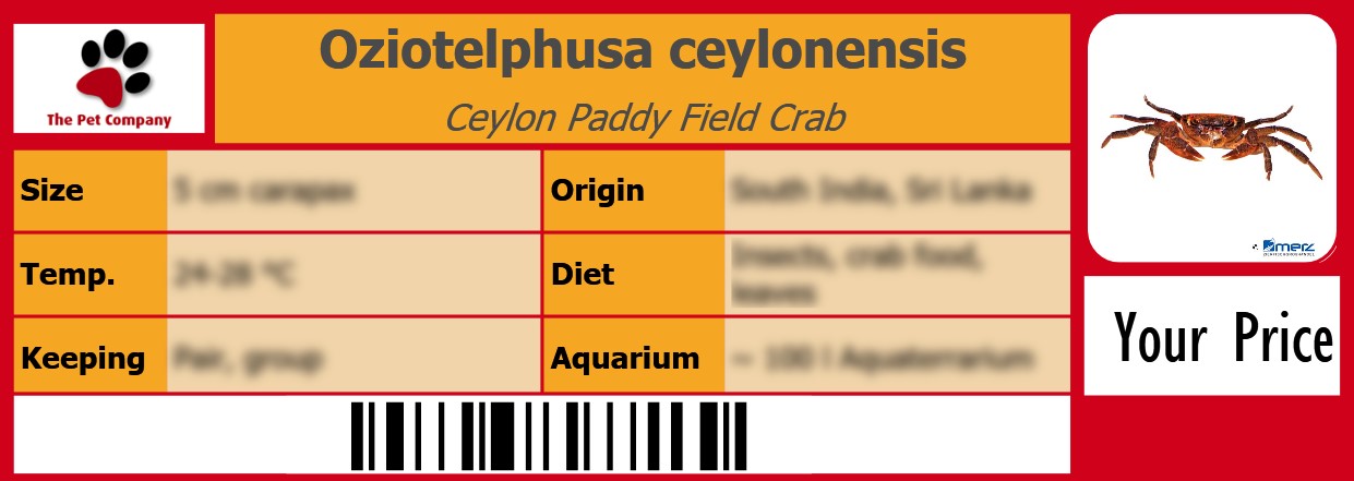 Oziotelphusa ceylonensis Ceylon Paddy Field Crab 105 x 38 mm