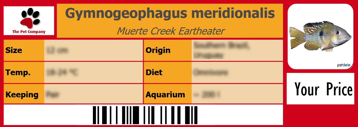 Gymnogeophagus meridionalis Muerte Creek Eartheater 105 x 38 mm