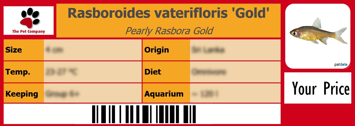 Rasboroides vaterifloris 'Gold' Pearly Rasbora Gold 105 x 38 mm